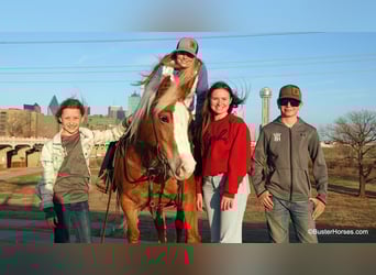 American Quarter Horse, Mare, 10 years, Sorrel