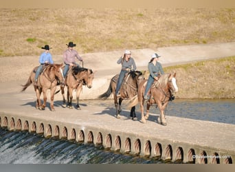 American Quarter Horse, Mare, 10 years, Sorrel