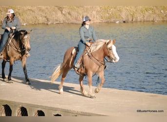 American Quarter Horse, Mare, 10 years, Sorrel