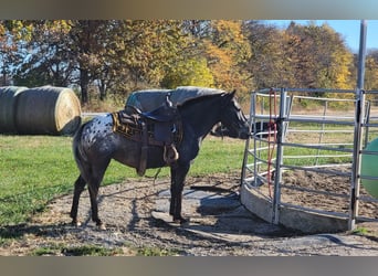 American Quarter Horse, Mare, 11 years, 13 hh, Brown