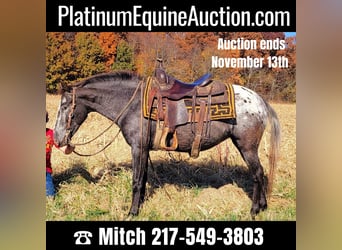 American Quarter Horse, Mare, 11 years, 13 hh, Brown