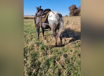 American Quarter Horse, Mare, 11 years, 13 hh, Brown