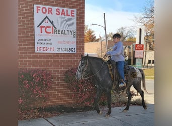 American Quarter Horse, Mare, 11 years, 13 hh, Brown