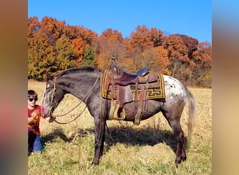 American Quarter Horse, Mare, 11 years, 13 hh, Brown