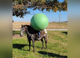 American Quarter Horse, Mare, 11 years, 13 hh, Brown