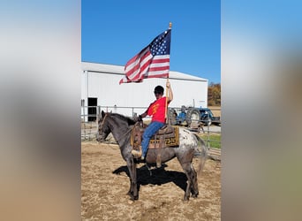American Quarter Horse, Mare, 11 years, 13 hh, Brown