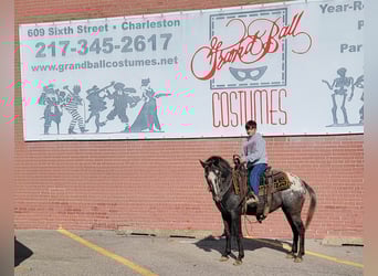 American Quarter Horse, Mare, 11 years, 13 hh, Brown