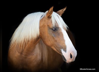 American Quarter Horse, Mare, 11 years, 13 hh, Palomino