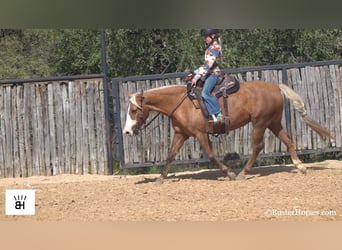 American Quarter Horse, Mare, 11 years, 13 hh, Palomino