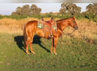 American Quarter Horse, Mare, 11 years, 14.1 hh, Chestnut