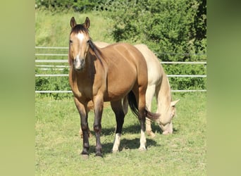 American Quarter Horse, Mare, 11 years, 14.2 hh, Buckskin