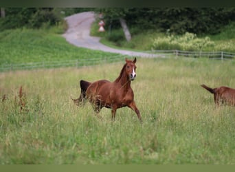 American Quarter Horse, Mare, 11 years, 14,2 hh, Chestnut-Red