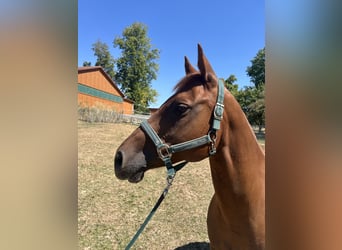 American Quarter Horse, Mare, 11 years, 14.2 hh, Chestnut-Red