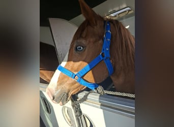 American Quarter Horse Mix, Mare, 11 years, 14.2 hh, Chestnut-Red