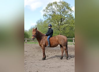 American Quarter Horse, Mare, 11 years, 14.2 hh, Chestnut-Red