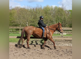 American Quarter Horse, Mare, 11 years, 14.2 hh, Chestnut-Red