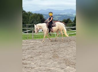 American Quarter Horse, Mare, 11 years, 14.2 hh, Cremello