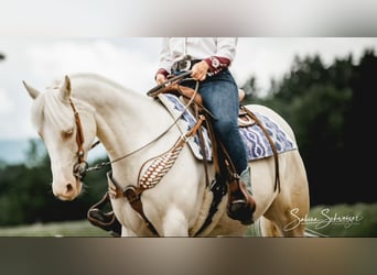 American Quarter Horse, Mare, 11 years, 14.2 hh, Cremello