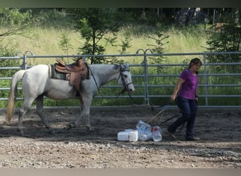 American Quarter Horse, Mare, 11 years, 14.2 hh, Grey-Fleabitten American Quarter Horse, Mare, 11 years, 14.2 hh, Grey-Fleabitten