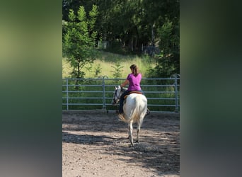American Quarter Horse, Mare, 11 years, 14.2 hh, Grey-Fleabitten American Quarter Horse, Mare, 11 years, 14.2 hh, Grey-Fleabitten