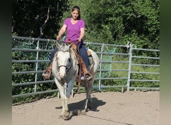 American Quarter Horse, Mare, 11 years, 14.2 hh, Grey-Fleabitten American Quarter Horse, Mare, 11 years, 14.2 hh, Grey-Fleabitten
