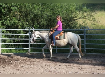 American Quarter Horse, Mare, 11 years, 14.2 hh, Grey-Fleabitten American Quarter Horse, Mare, 11 years, 14.2 hh, Grey-Fleabitten