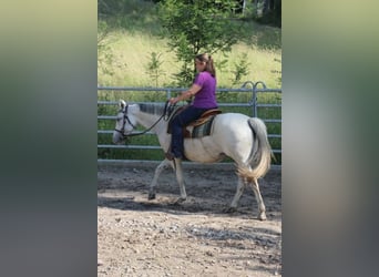 American Quarter Horse, Mare, 11 years, 14.2 hh, Grey-Fleabitten American Quarter Horse, Mare, 11 years, 14.2 hh, Grey-Fleabitten