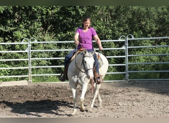 American Quarter Horse, Mare, 11 years, 14.2 hh, Grey-Fleabitten American Quarter Horse, Mare, 11 years, 14.2 hh, Grey-Fleabitten