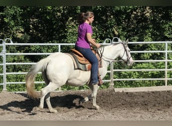 American Quarter Horse, Mare, 11 years, 14.2 hh, Grey-Fleabitten American Quarter Horse, Mare, 11 years, 14.2 hh, Grey-Fleabitten