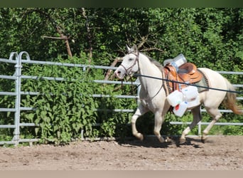 American Quarter Horse, Mare, 11 years, 14.2 hh, Grey-Fleabitten American Quarter Horse, Mare, 11 years, 14.2 hh, Grey-Fleabitten