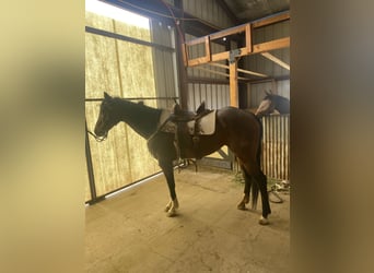 American Quarter Horse, Mare, 11 years, 14.3 hh, Bay