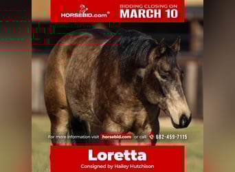 American Quarter Horse, Mare, 11 years, 14.3 hh, Buckskin