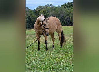 American Quarter Horse, Mare, 11 years, 14.3 hh, Buckskin