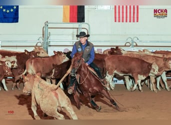 American Quarter Horse, Mare, 11 years, 14.3 hh, Chestnut