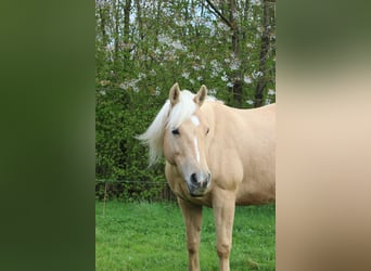 American Quarter Horse, Mare, 11 years, 14.3 hh, Palomino