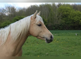 American Quarter Horse, Mare, 11 years, 14.3 hh, Palomino