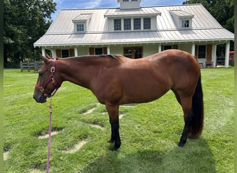 American Quarter Horse, Mare, 11 years, 14 hh, Bay
