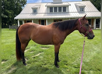 American Quarter Horse, Mare, 11 years, 14 hh, Bay
