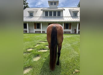 American Quarter Horse, Mare, 11 years, 14 hh, Bay