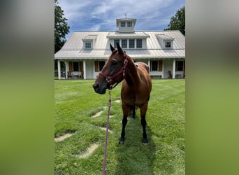 American Quarter Horse, Mare, 11 years, 14 hh, Bay