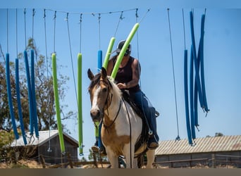 American Quarter Horse, Mare, 11 years, 14 hh, Buckskin