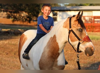 American Quarter Horse, Mare, 11 years, 14 hh, Buckskin