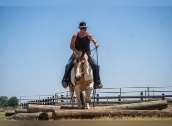 American Quarter Horse, Mare, 11 years, 14 hh, Buckskin