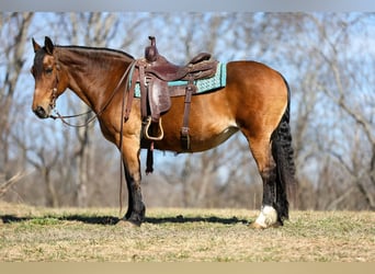American Quarter Horse, Mare, 11 years, 14 hh, Buckskin