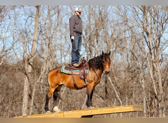 American Quarter Horse, Mare, 11 years, 14 hh, Buckskin
