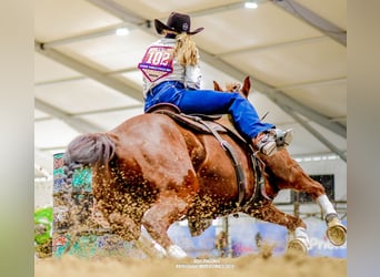 American Quarter Horse, Mare, 11 years, 14 hh, Sorrel