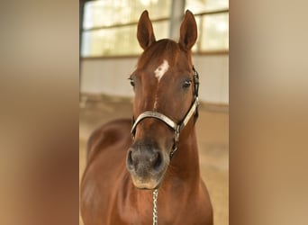 American Quarter Horse, Mare, 11 years, 14,1 hh, Chestnut