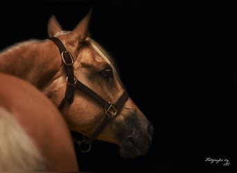 American Quarter Horse, Mare, 11 years, 14,1 hh, Palomino