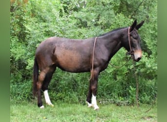 American Quarter Horse, Mare, 11 years, 14,2 hh, Bay