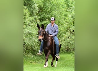 American Quarter Horse, Mare, 11 years, 14,2 hh, Bay